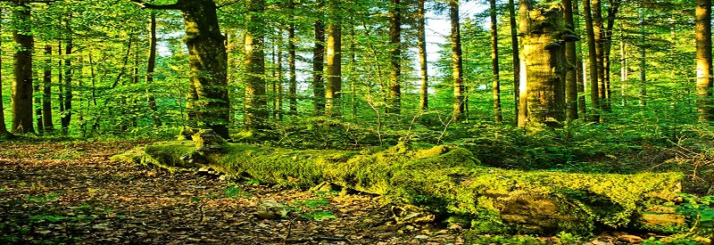 Forestry - Banner 1