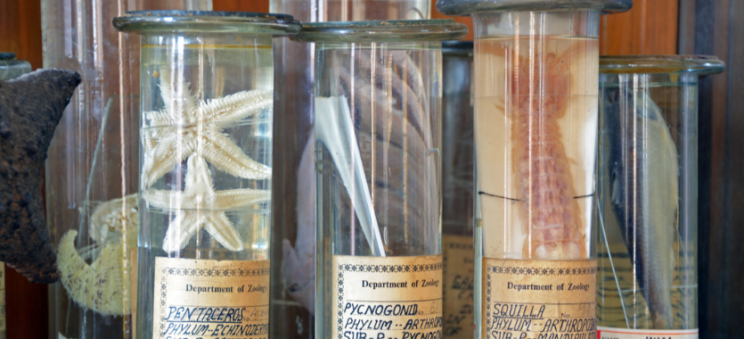 Zoology - Banner 1